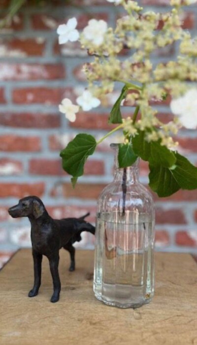 WHO LET THE DOG OUT?